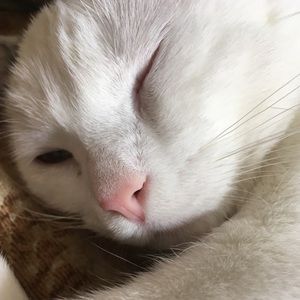 Meet your Posher, Zohniyya